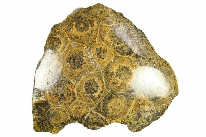Polished Fossil Coral (Actinocyathus) Head - Morocco #276777